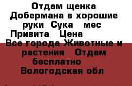 Отдам щенка Добермана в хорошие руки. Сука 5 мес. Привита › Цена ­ 5 000 - Все города Животные и растения » Отдам бесплатно   . Вологодская обл.